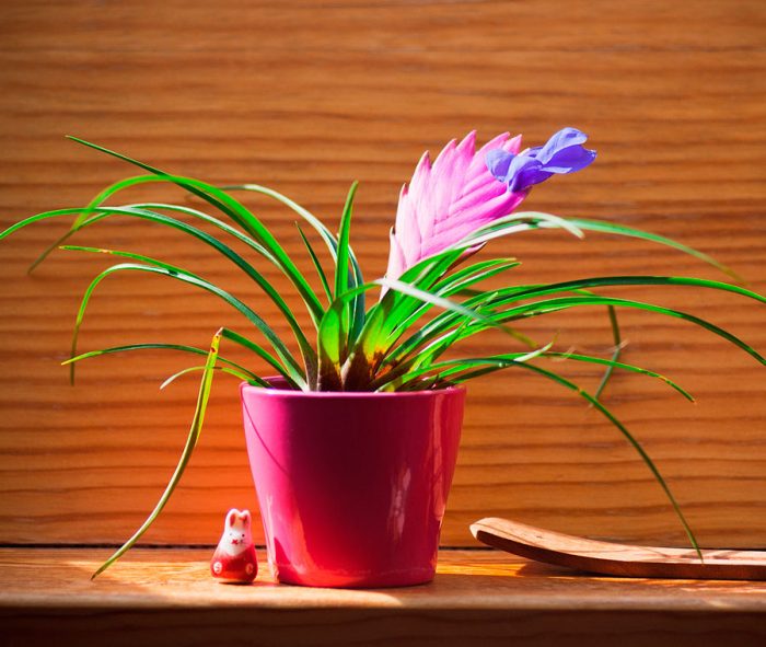Вриезия — выращивание, уход и размножение комнатного растения. посадка и особенности лечения цветка (95 фото + видео)