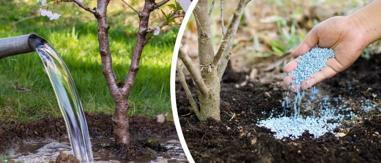 Яблони и груши: чем и как подкормить плодовые деревья весной
