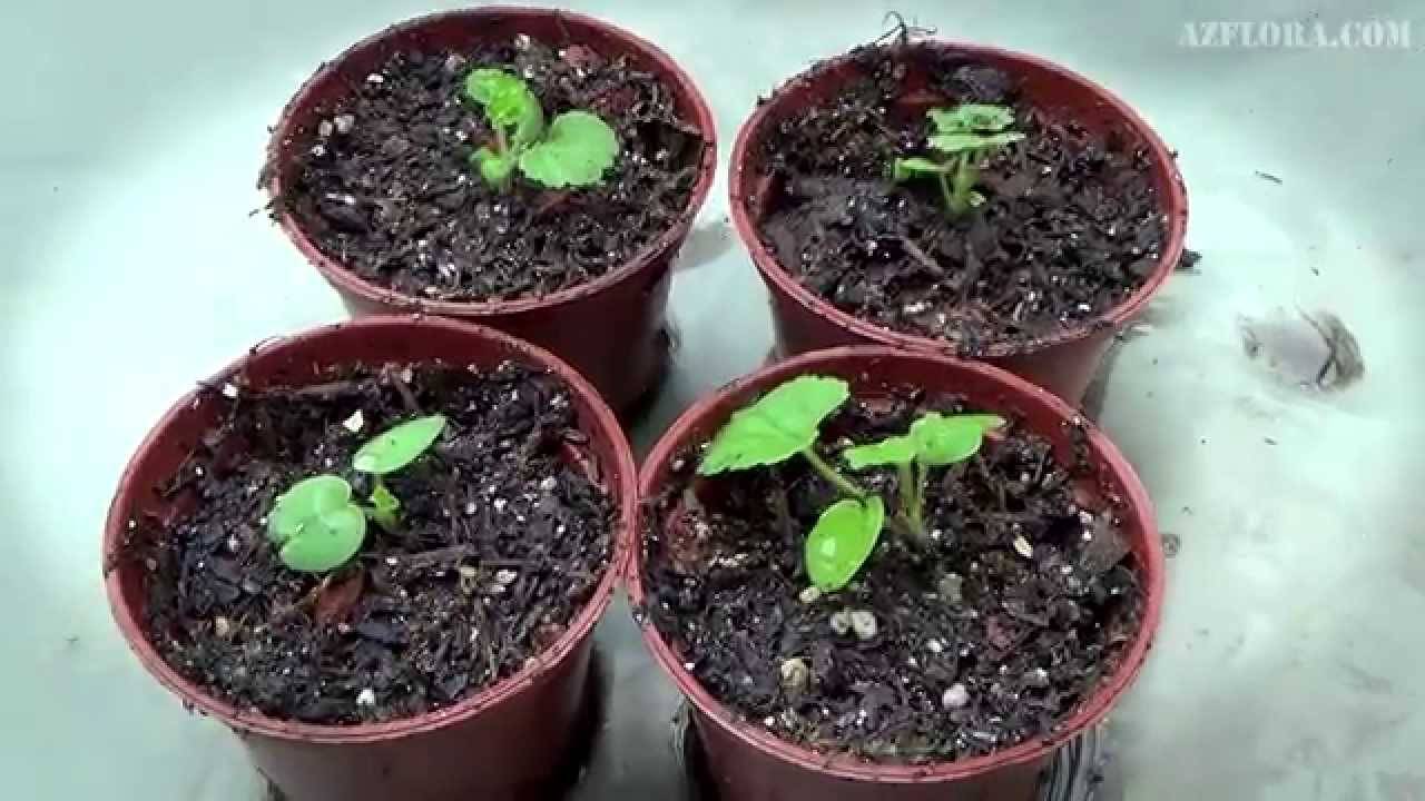 Семена герани — как выглядят и как их посеять на рассаду