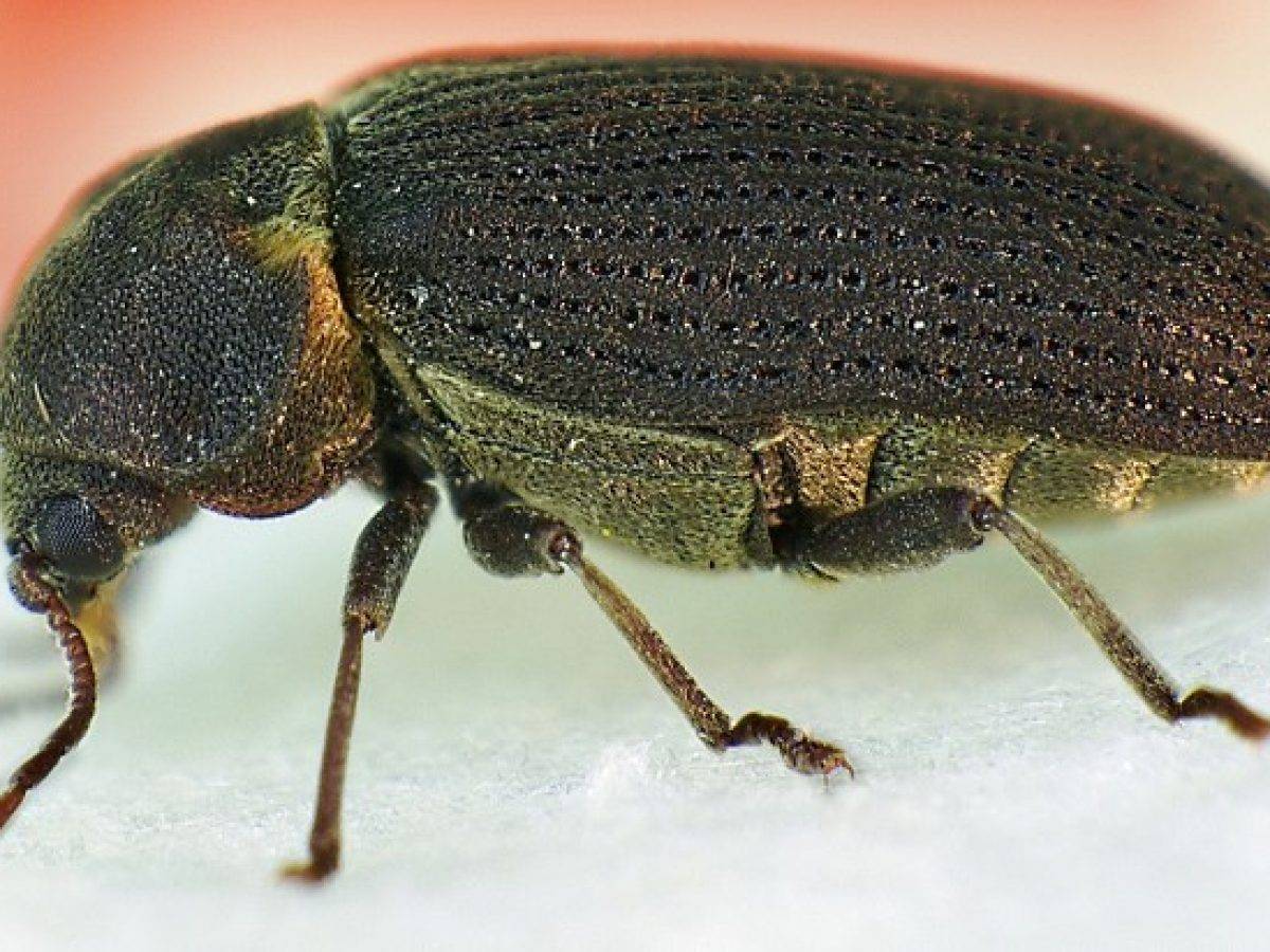 Как обнаружить жука-точильщика в деревянном доме, признаки и способы избавления