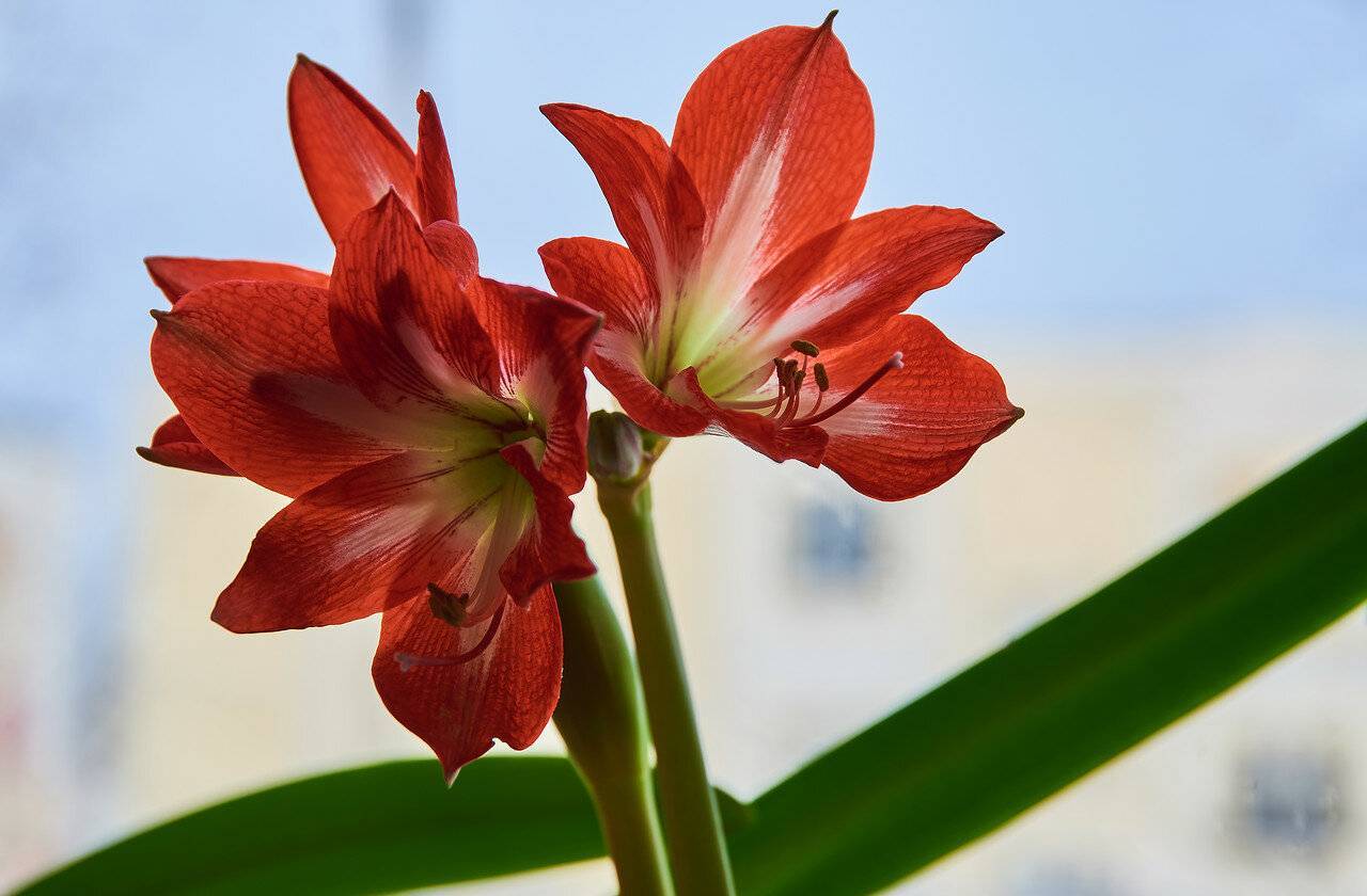 Амариллис цветок — декоративные разновидности