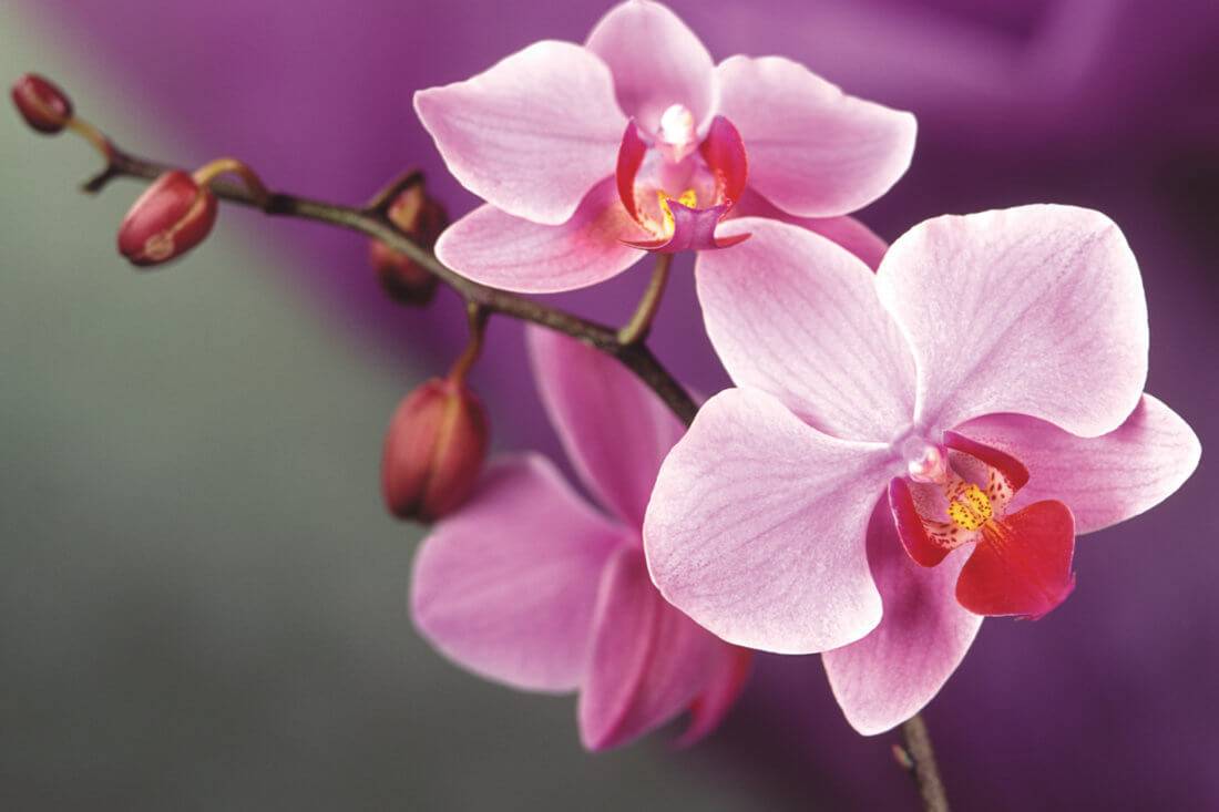 Янтарная кислота для орхидей - как и когда применять?