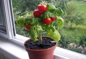 Как правильно вырастить в открытом грунте помидоры черри