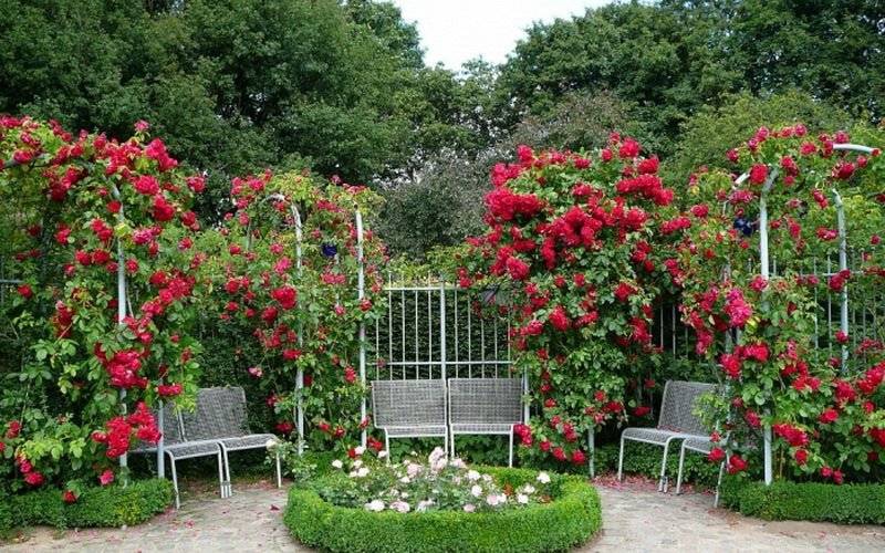 Красивый розарий на даче — пошаговая инструкция с фото примерами оформления розария в саду!