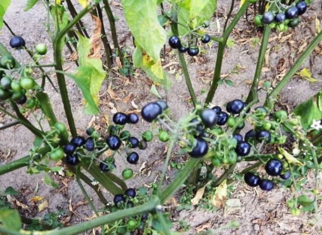 Выращивание ягоды самбери – инструкция по посадке и уходу
