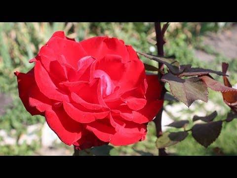 5 простых правил ухода за розами осенью