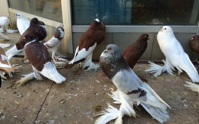 Правильное разведение мясных голубей – выгодно ли это