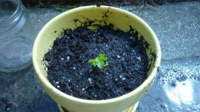 Выращивание черешкового сельдерея из семян, посадка и грамотный уход