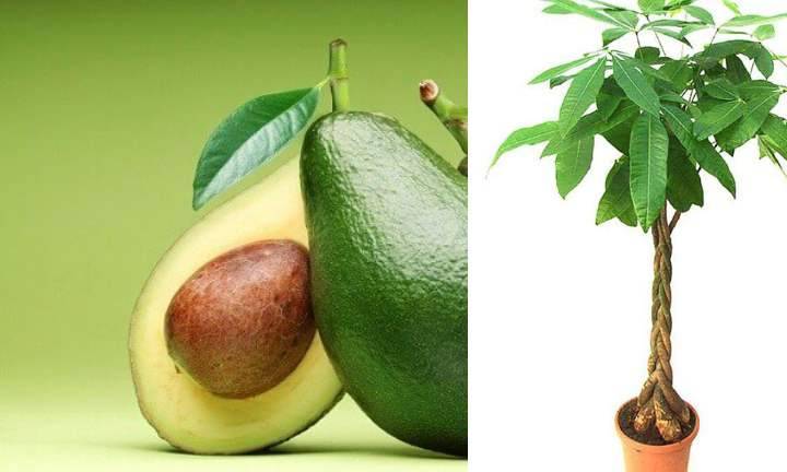 Дерево авокадо: уход и выращивание в домашних условиях