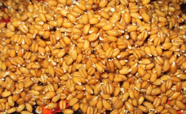 Пророщенная пшеница — польза и вред, советы врачей, как употреблять