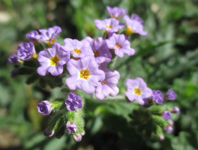 Цветок гелиотроп: выращивание из семян и правила ухода