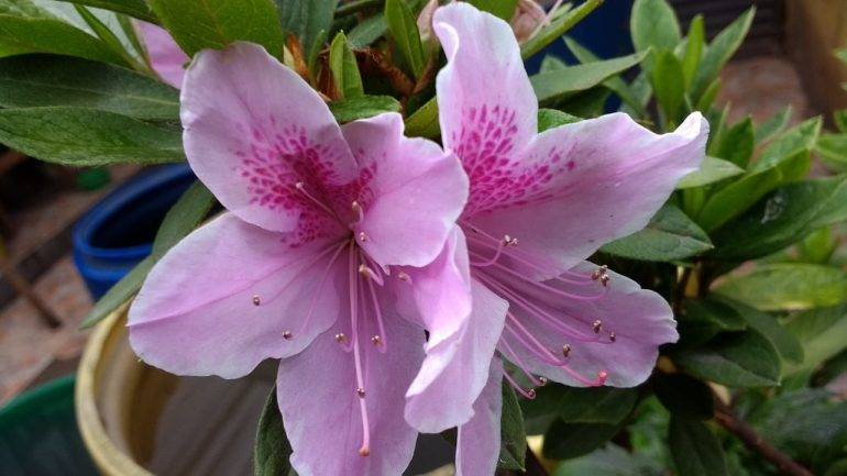 Яркая красавица азалия розовая — фото, описание сортов, особенности выращивания