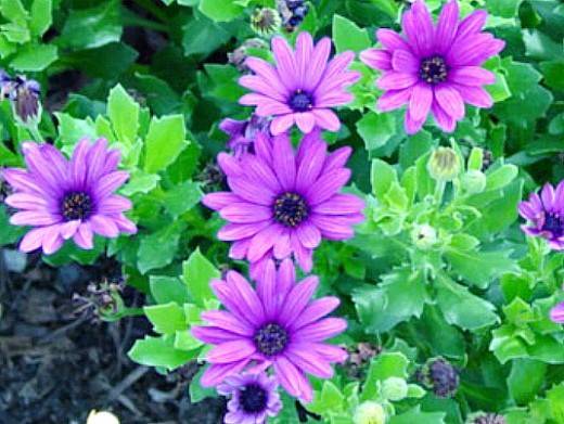 Остеоспермум цветок — разновидности и сорта