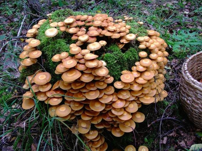 Как вырастить грибы на древесине