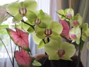 Особенности размножения орхидей при помощи корней в домашних условиях и дальнейший уход за растением