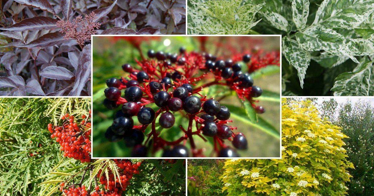 Бузина ауреа – декоративное древовидное растение со съедобными ягодами
