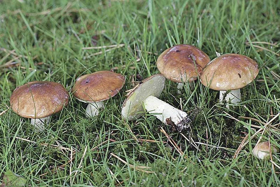 Как искать грибы в лесу. знакомый лесник поделился несколькими лайфхаками