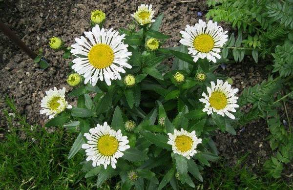 Нивяник crazy daisy фото