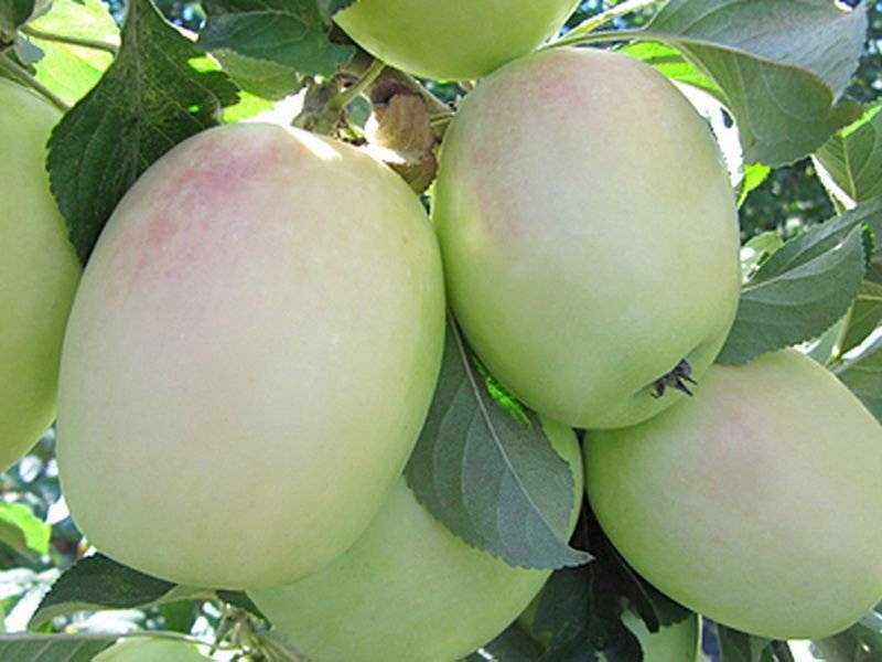 Сорта яблонь фото с названием и описанием