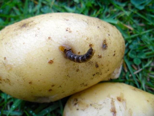 Как избавиться от проволочника на картофеле раз и навсегда