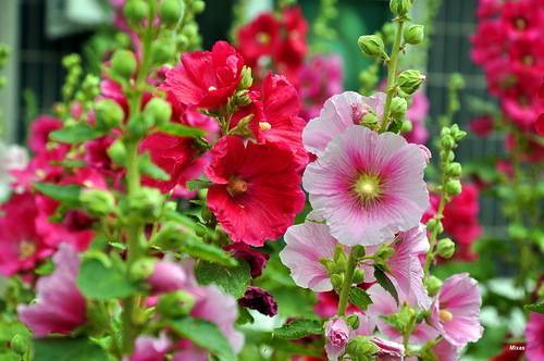 Шток-розы из семян: инструкция по выращиванию и советы начинающим