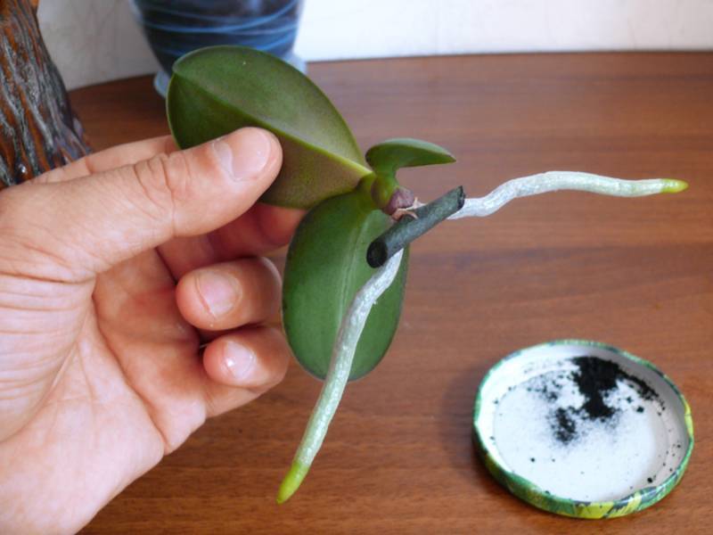 Как посадить орхидею: примеры в горшок и в домашних условиях