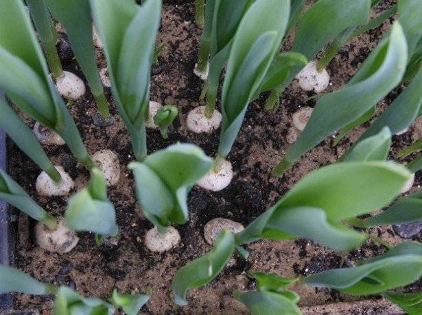 Выгонка тюльпанов к 8 марта: технологии посадки, выращивание