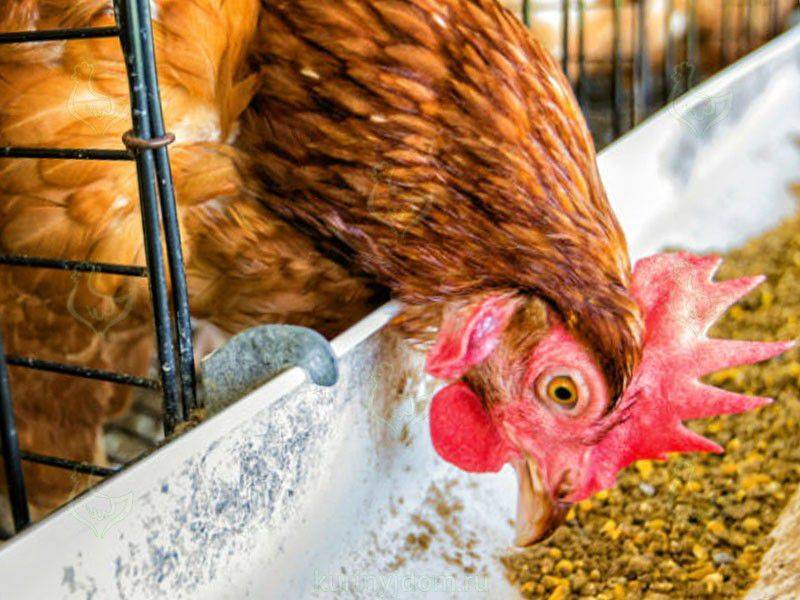 Корм для домашних птиц: особенности питания кур, уток, гусей и перепелов