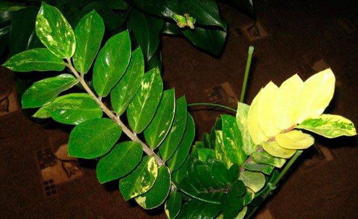 Замиокулькас — уход в домашних условиях за шикарным долларовым деревом