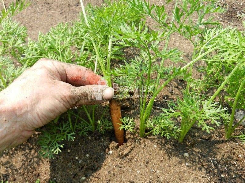 Выращивание морковки