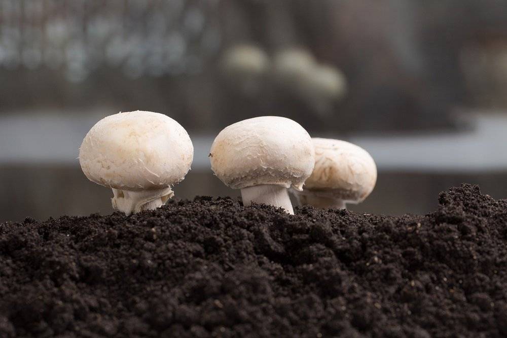 Отработанный компост шампиньонов: вторая жизнь грибного компоста