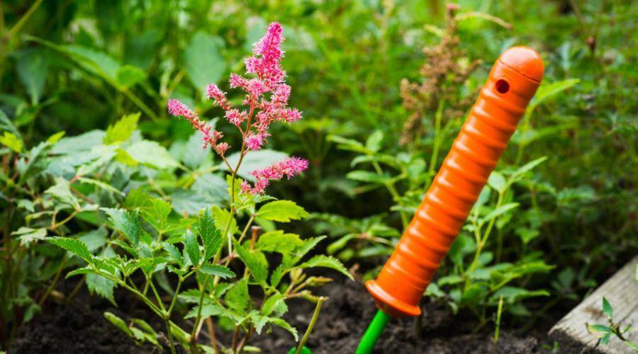 Садовая астильба – описание и условия выращивания