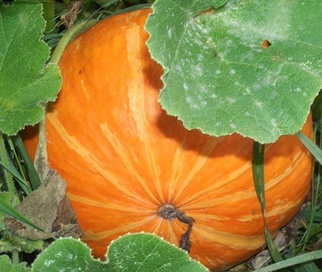 Сорта крупноплодной тыквы с фото, выращивание и уход