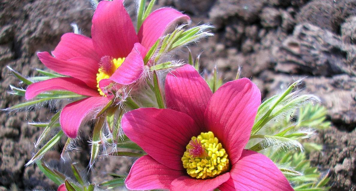 Цветы для клумбы: советы по выбору и особенности посадки разных видов растений для клумбы (145 фото и видео)