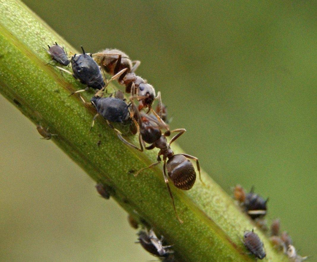 Как избавиться от муравьёв на деревьях плодовых