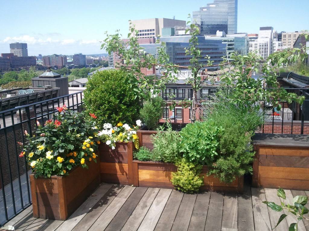 7 вариантов растений для зеленой крыши