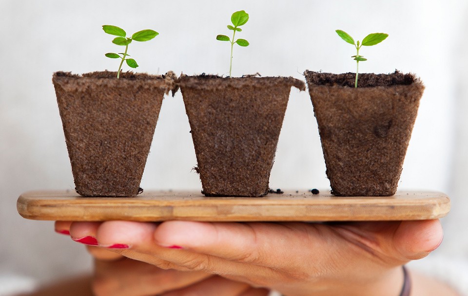 Петрушка на подоконнике: как посадить и вырастить