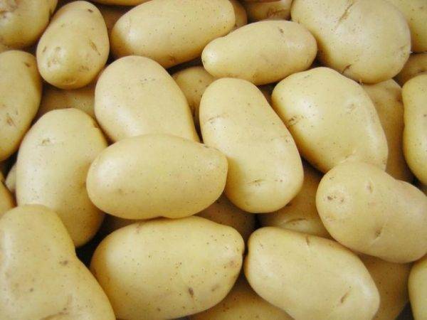 Кормовые сорта картофеля