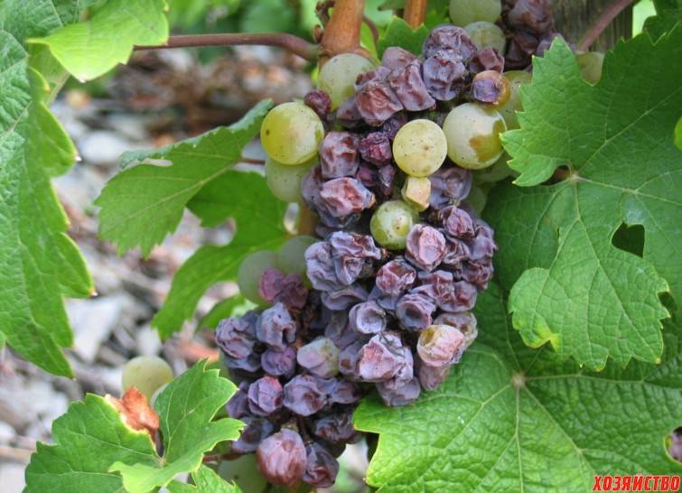 Что такое бактериальный рак винограда, отчего возникает болезнь и как её лечить?