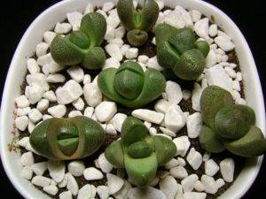 Живые камни или литопсы: уход и правила полива. знакомимся с удивительным растением литопс