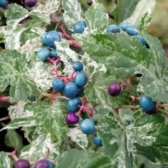 Виноградовник, или ампелопсис — лиана с разноцветными ягодами