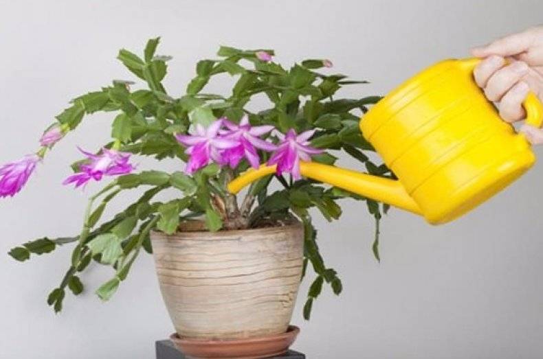 Зигокактус: фото, виды и уход за кактусом в домашних условиях