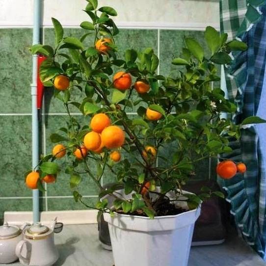 Мандарин: выращивание из косточки в домашних условиях. как прорастить косточку мандарина
