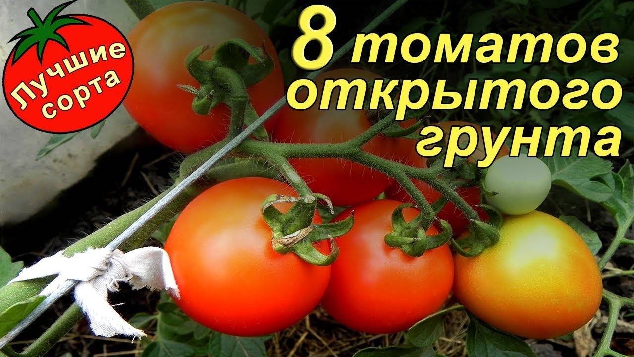 Лучшие сорта томатов для выращивания в ленинградской области для теплиц и открытого грунта