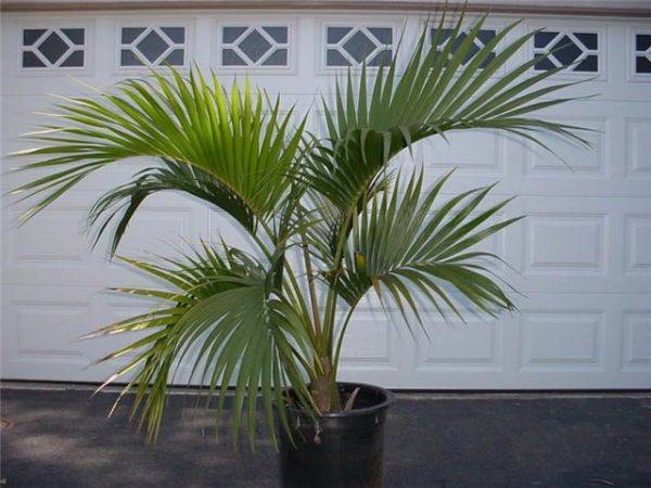 20 популярных видов домашних пальм