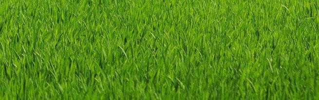 Газонная трава: какая лучше для посева на даче