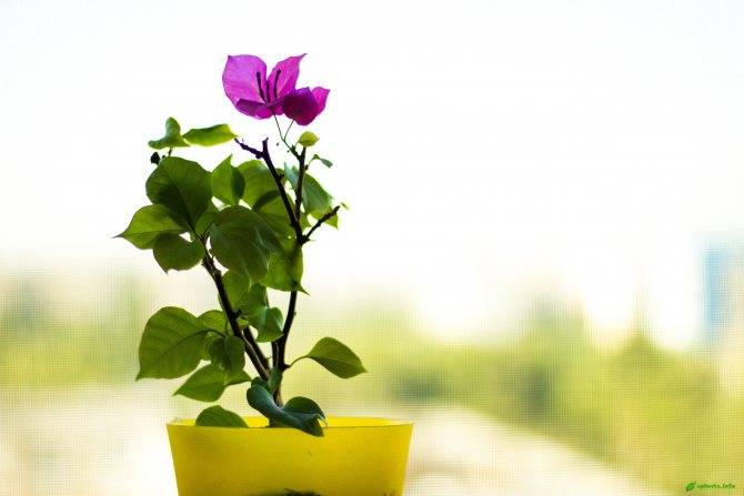 Очаровательная и неповторимая бугенвиллия садовая – отличный выбор для южных регионов