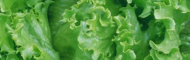 Как сеять салат - 3 проверенных способа для разных ситуаций