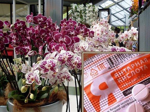 Подкормка орхидей во время цветения