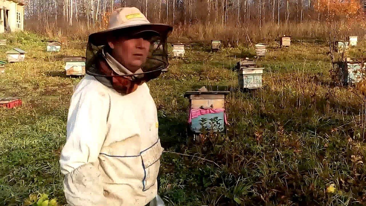 Обработка пчел бипином осенью: инструкция и дозировка